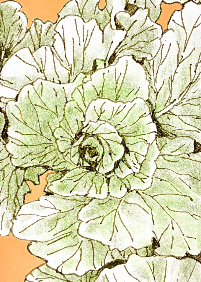 Hand-Drawn Cabbage Illustration