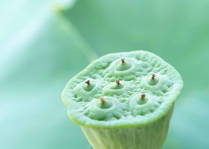 Close-up of a Green Lotus Seedpod