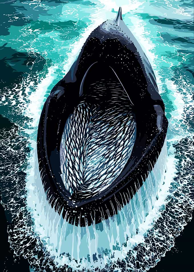 Whale Feeding with Mouth Wide Open