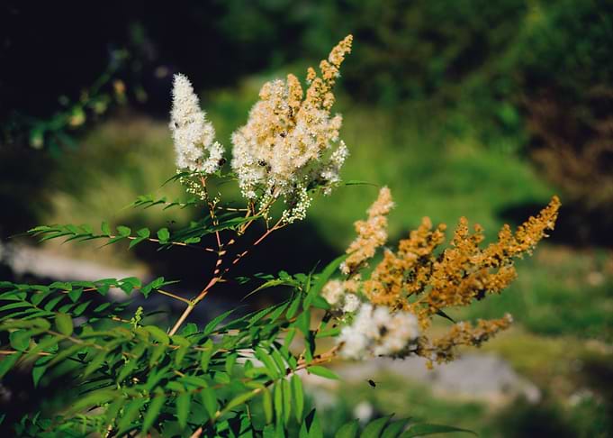 Fluffy branch with flowers in a forest
