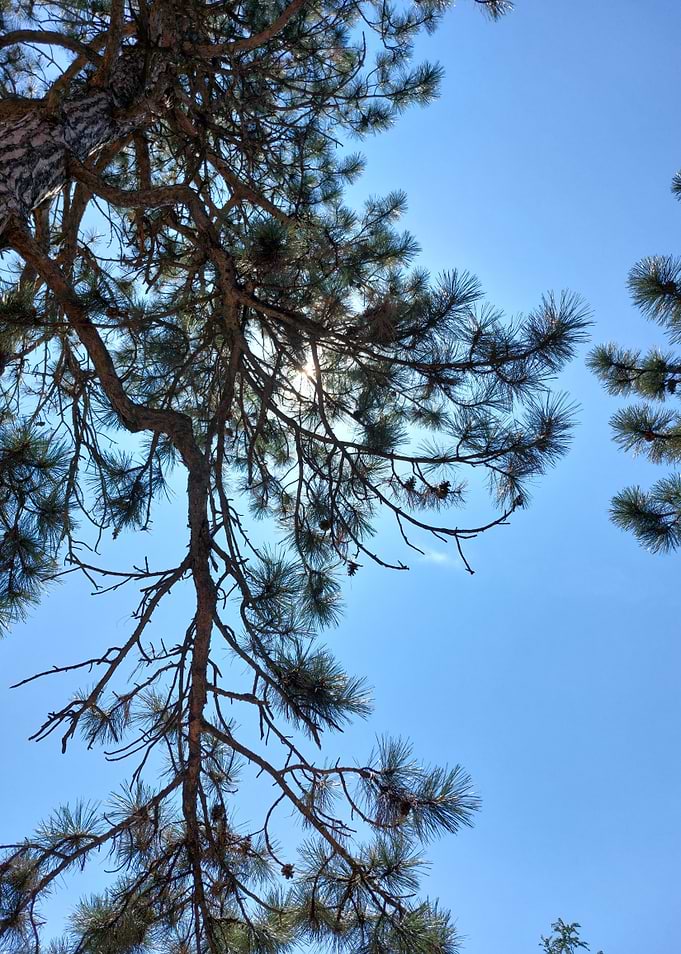 Sunlight Filtering Through Pine Branches