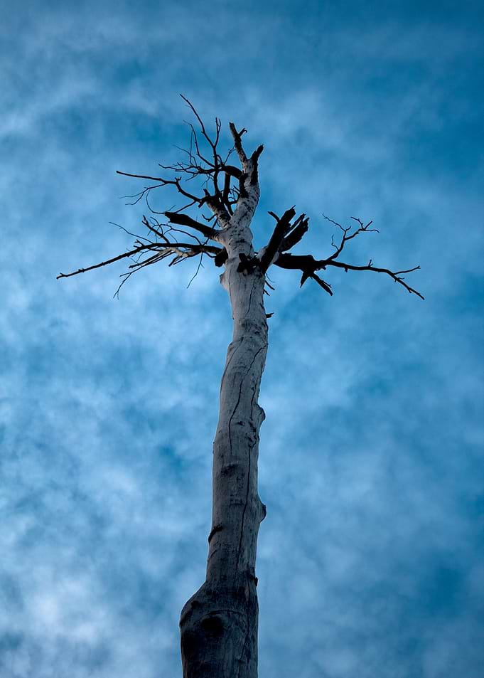 Solitary Dead Tree Against Blue Sky