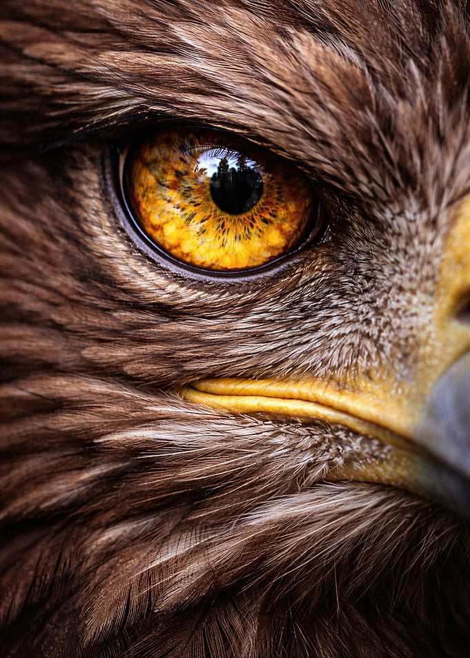 Extreme Close-up of Golden Eagle Eye