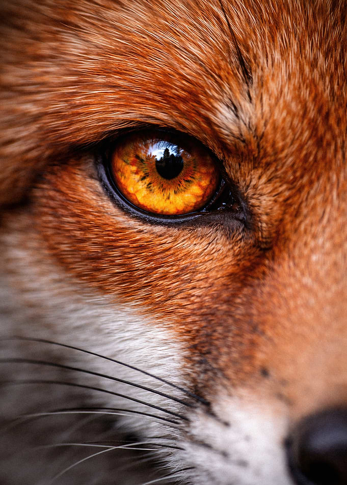 Close-up of a Red Fox Eye
