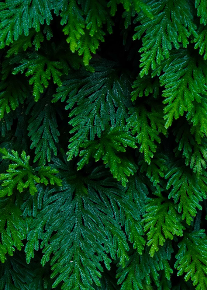 Lush Green Fern Foliage Patterns