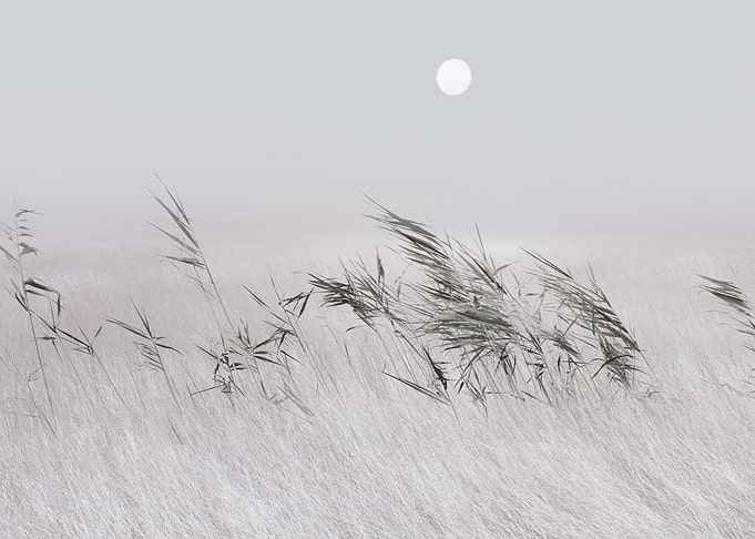 Minimalist Monochrome Grass Field Landscape