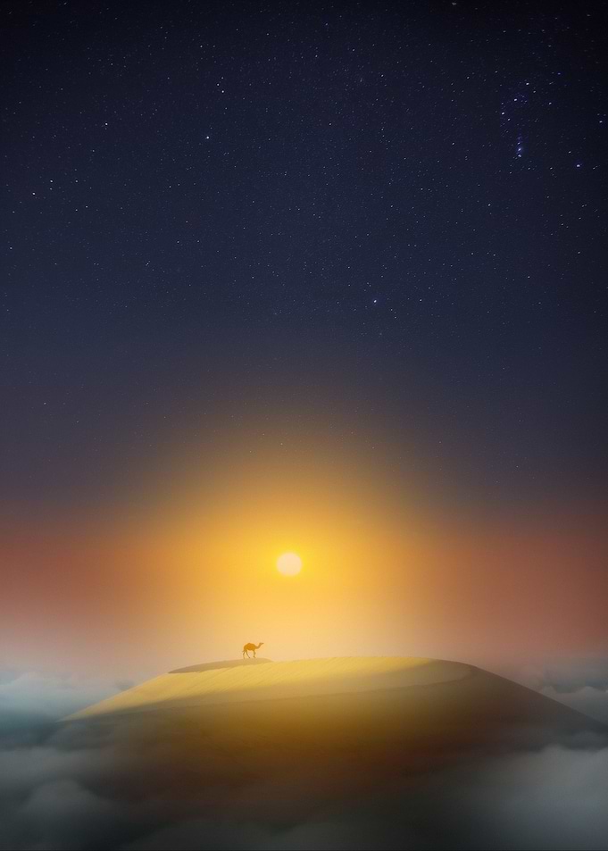 Camel on a Desert Dune