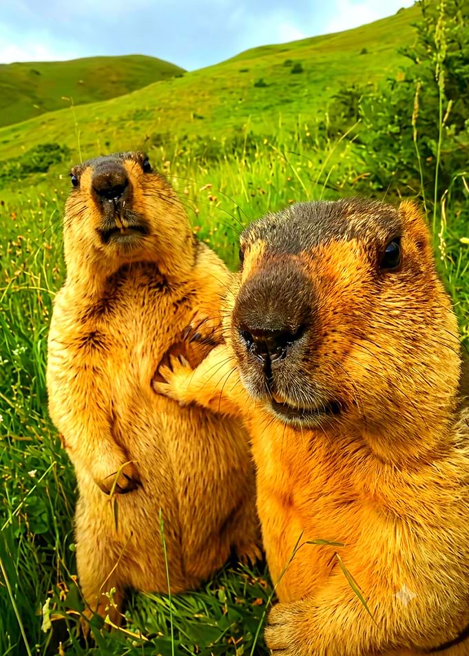 Two Marmots Taking a Selfie