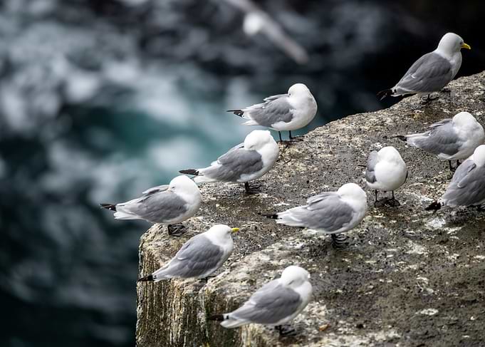 Group of Kittiwakes on Rocky Cliff