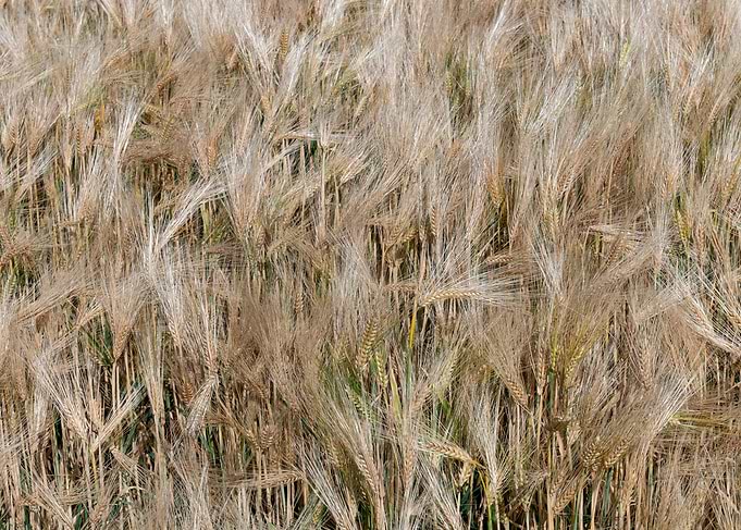 Golden Wheat Field Close-up