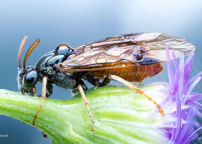 Macro Photography of a Wasp