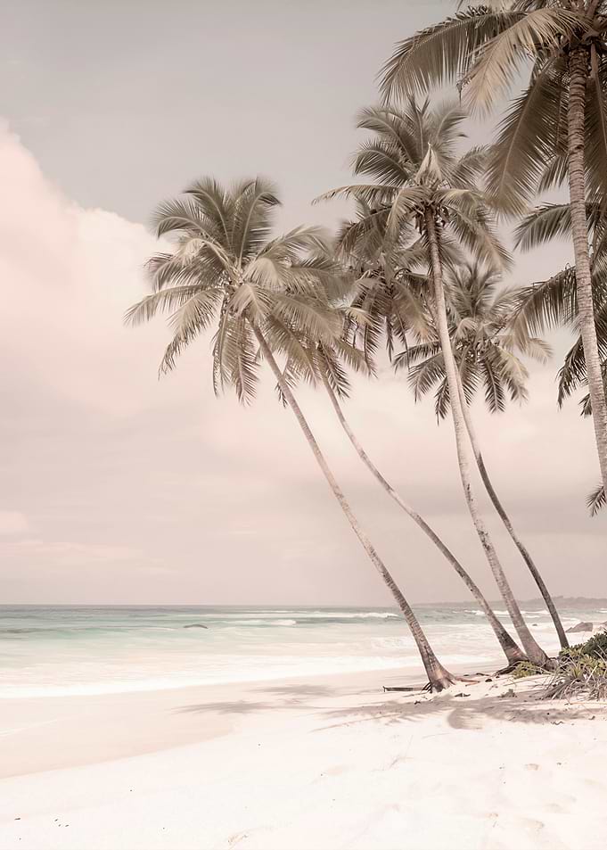 Palm Tree Paradise