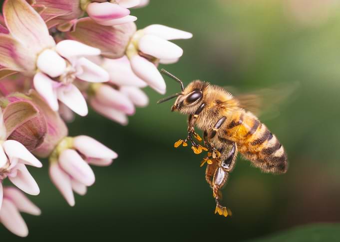 Honey Bee Pollinating Milkweed Flowers