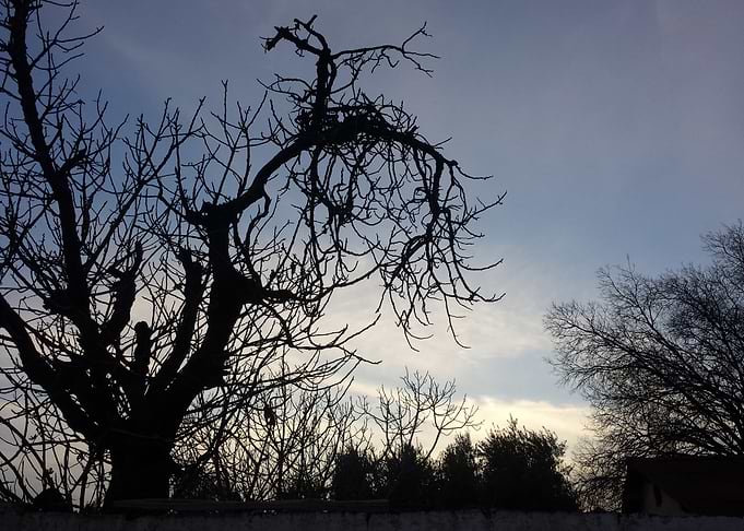Silhouetted Bare Trees at Dusk