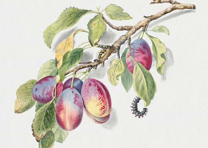 Botanical Illustration of Plums and Caterpillars