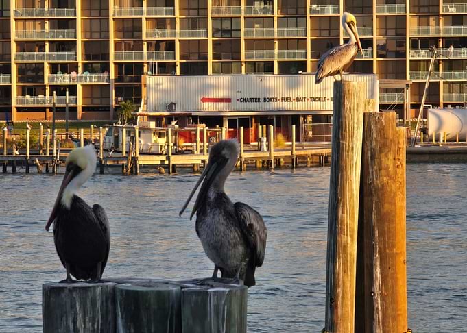 Three Pelicans Perched on Harbor Pilings