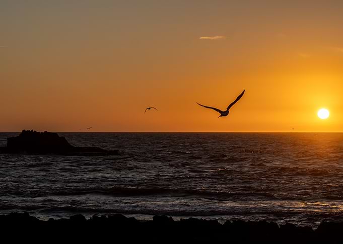 Seagull Flying Over Ocean Sunset