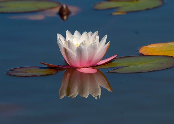 White Water Lily on Calm Pond