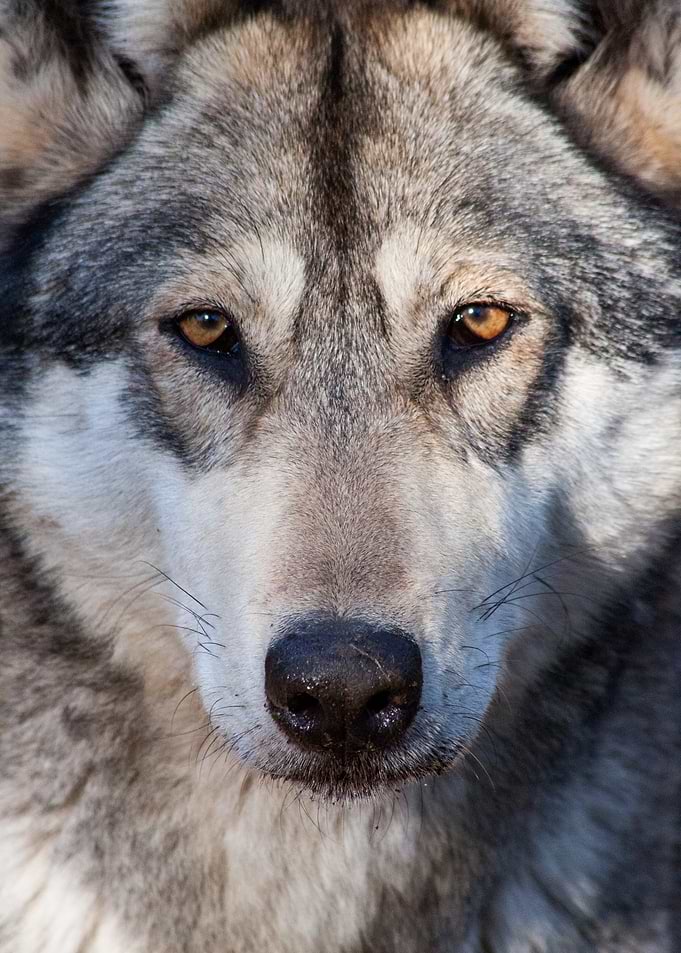 Close-up Portrait of a Wolf Dog Hybrid