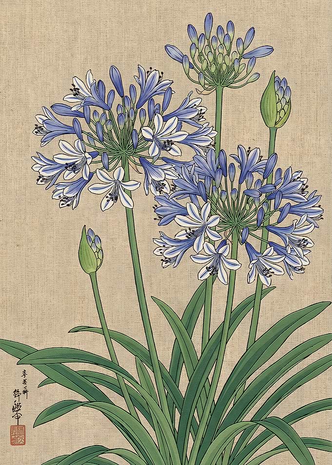 Japanese Style Agapanthus Flower Illustration