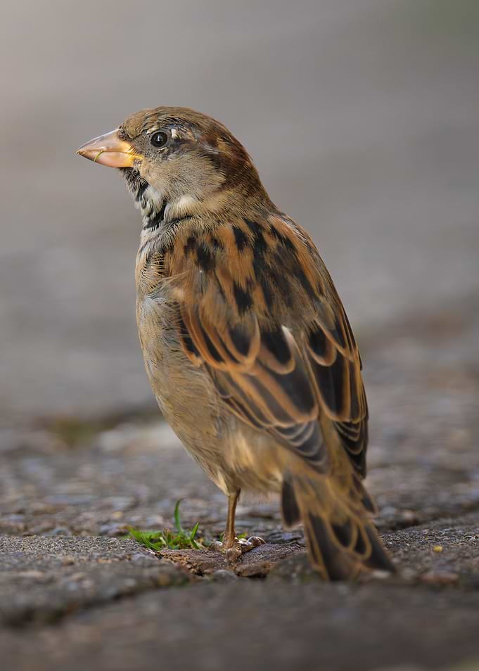 House Sparrow Portrait