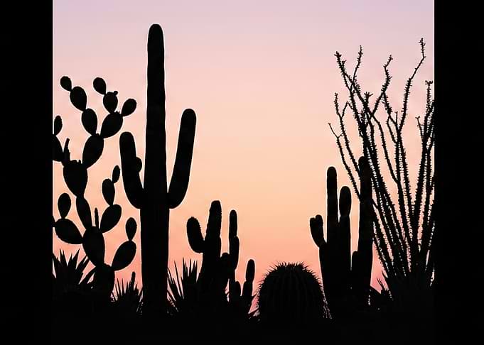 Desert Cactus Silhouette at Sunset