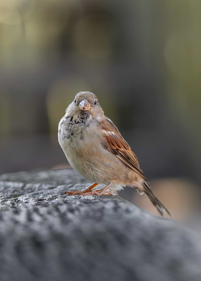 House Sparrow on Wooden Bench