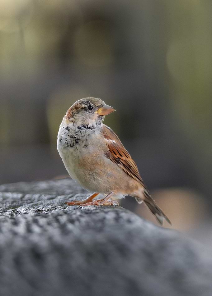 Sparrow in Soft Natural Light