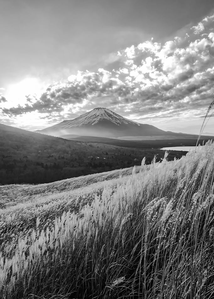 Mount Fuji and Pampas Grass