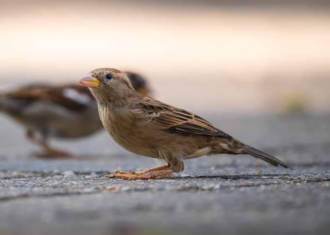 House Sparrow on Paved Surface