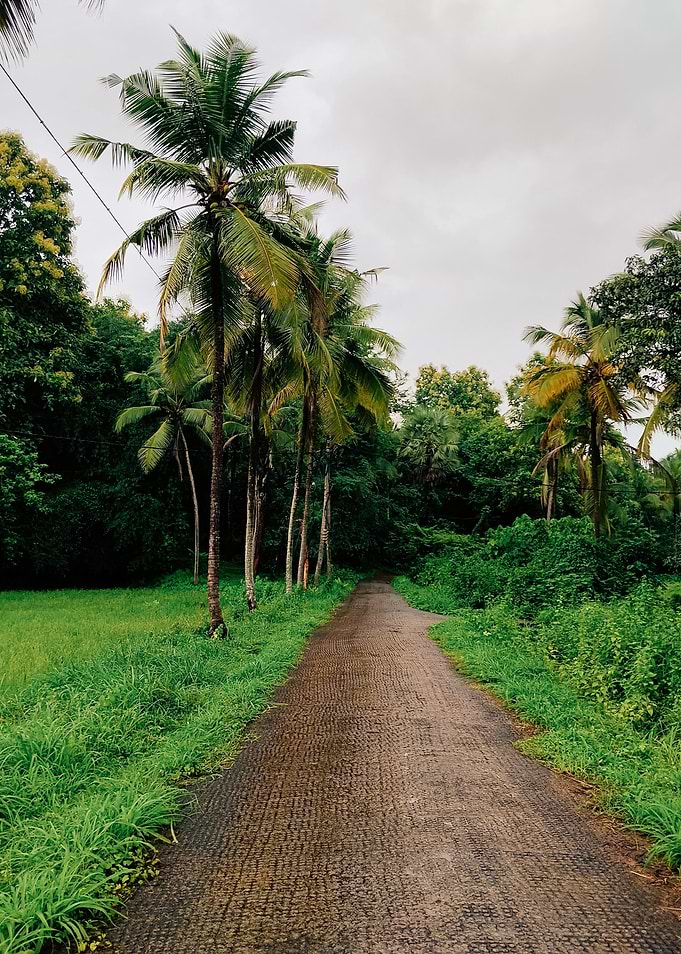Tropical Path of a village in Kerala