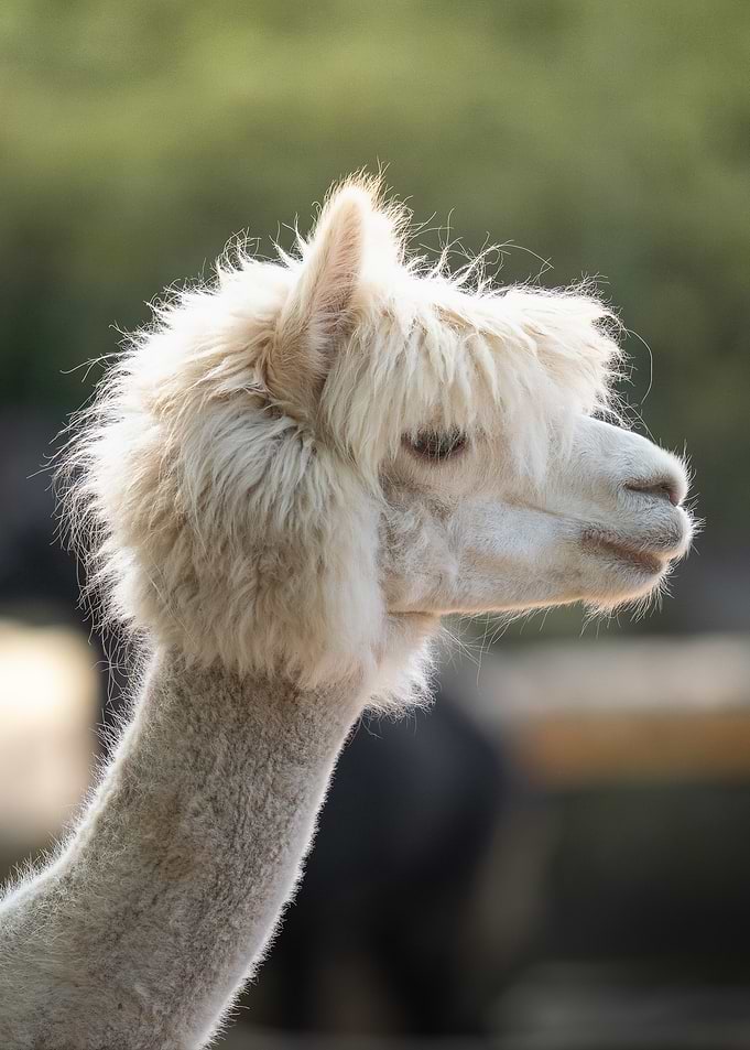 Portrait of a White Alpaca