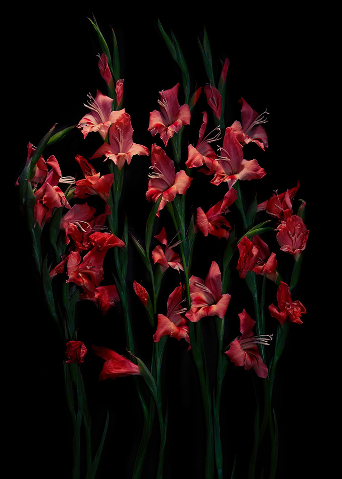 Elegant Red Gladiolus Flowers