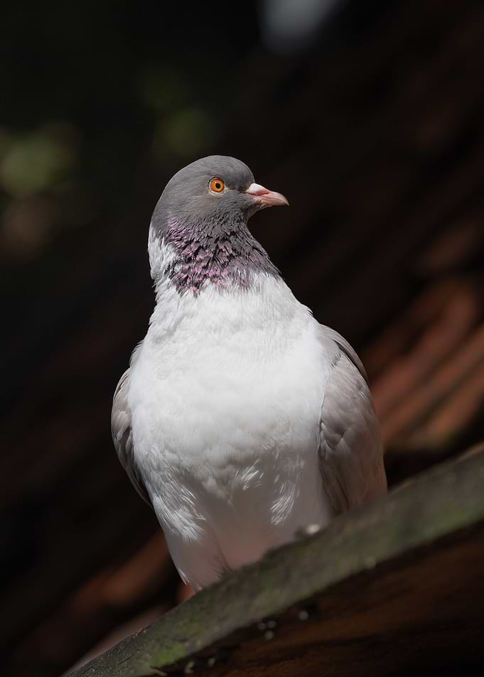 Domestic Pigeon Portrait