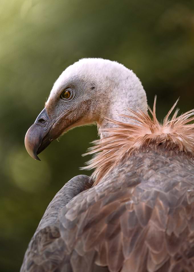 Portrait of a Vulture