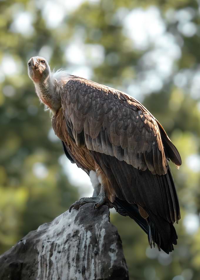 Majestic Griffon Vulture Perched on Rock