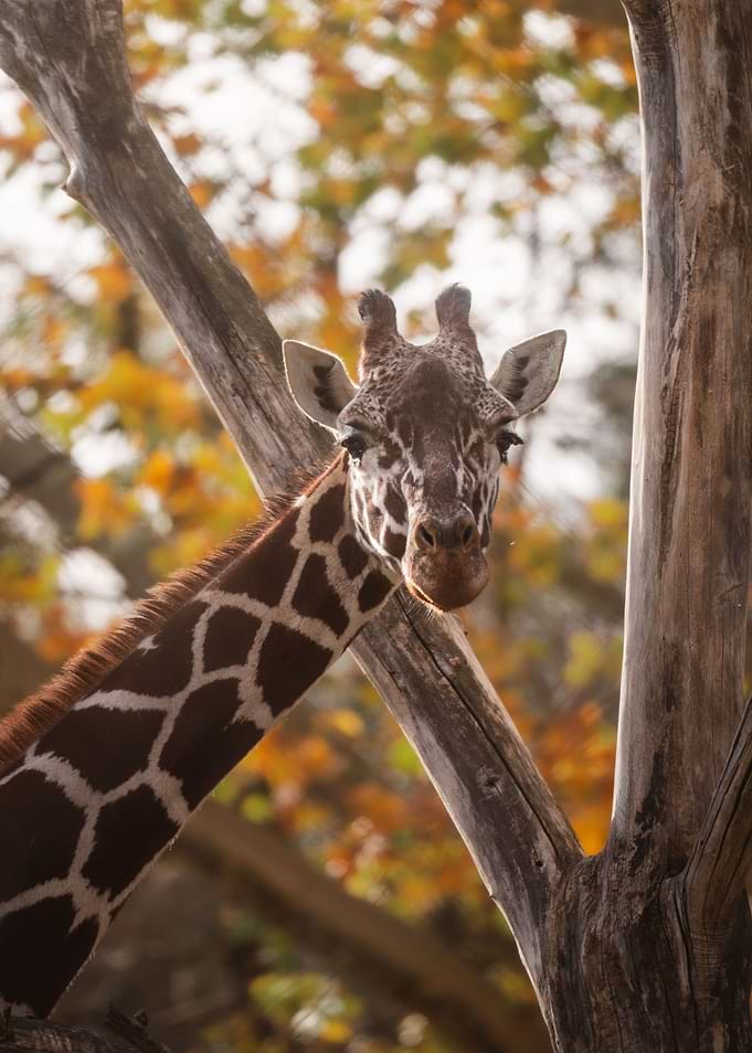 Giraffe Peeking Through Autumn Trees