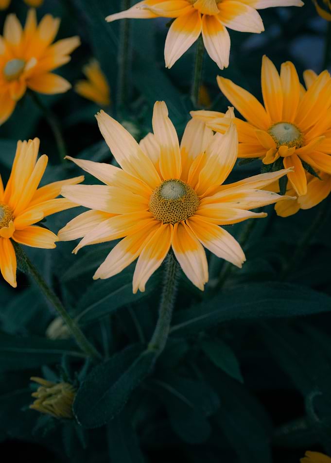 Vibrant Yellow Rudbeckia Flowers