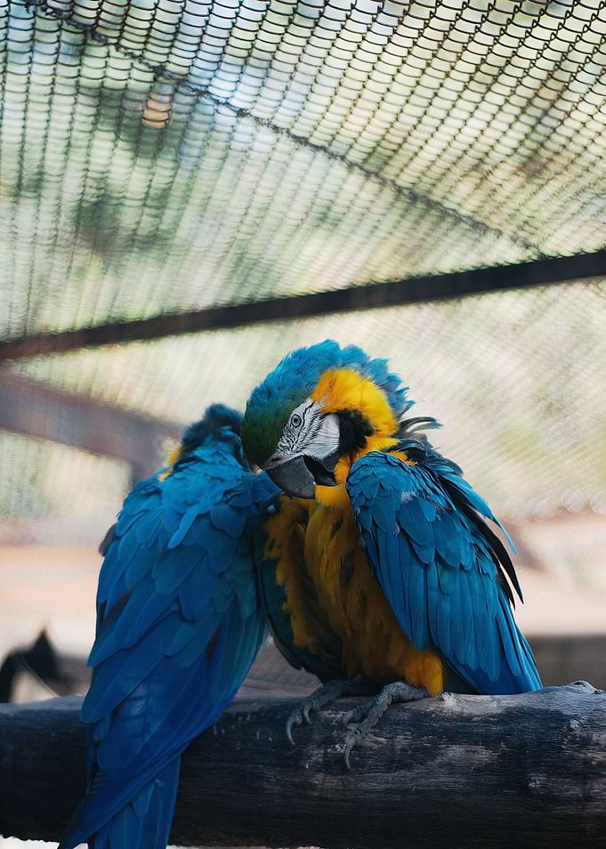 Two Blue and Gold Macaws