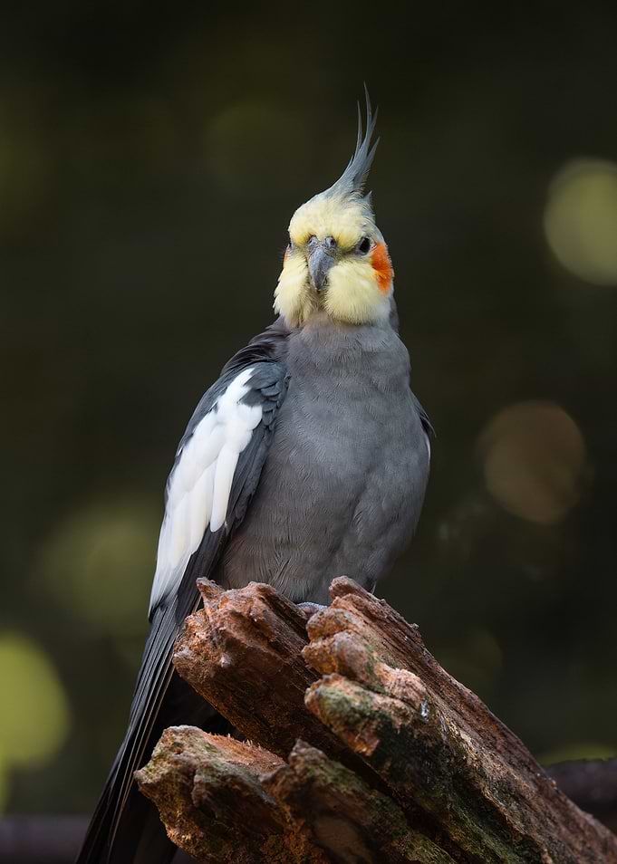 Cockatiel Perched on a Log