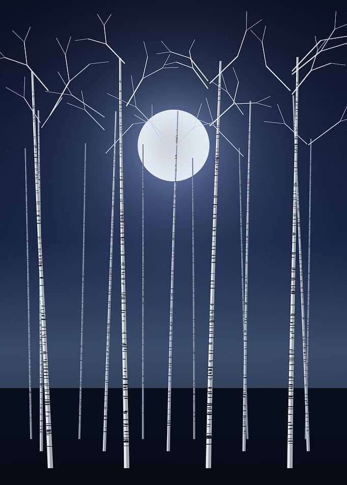 Birch Forest - Minimalist Full Moon Through White Trees at Night