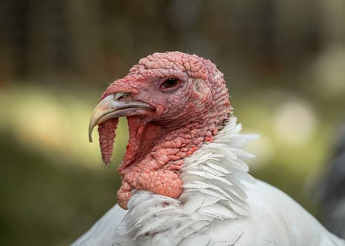 Portrait of a White Turkey