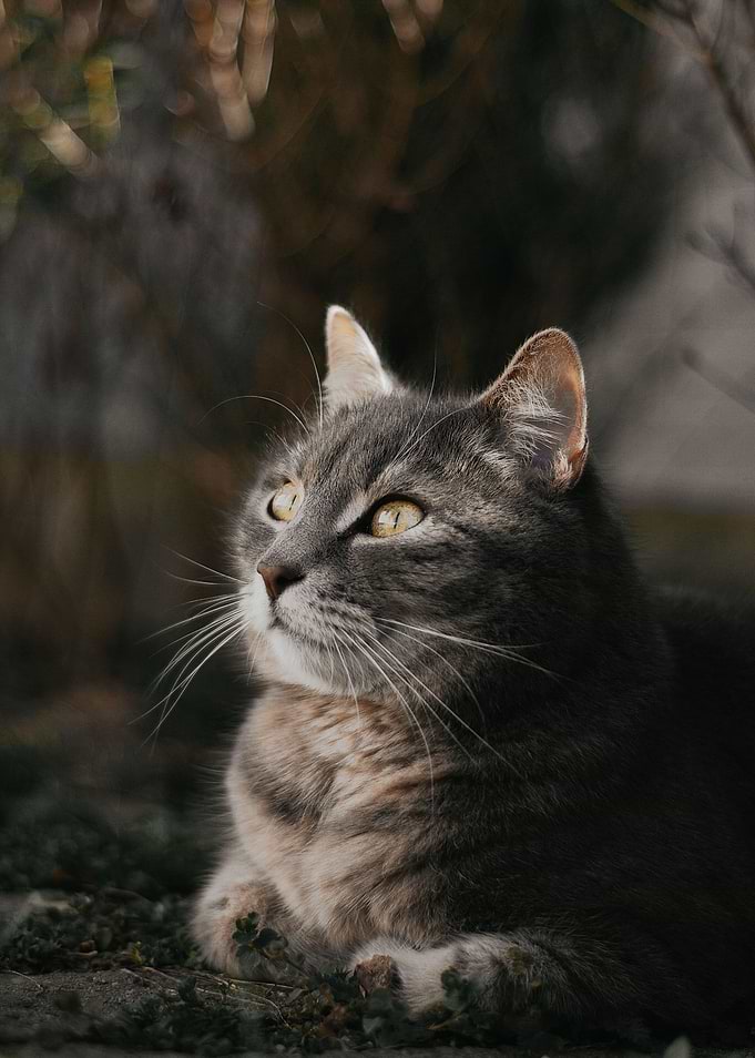 Portrait of a Grey Tabby Cat