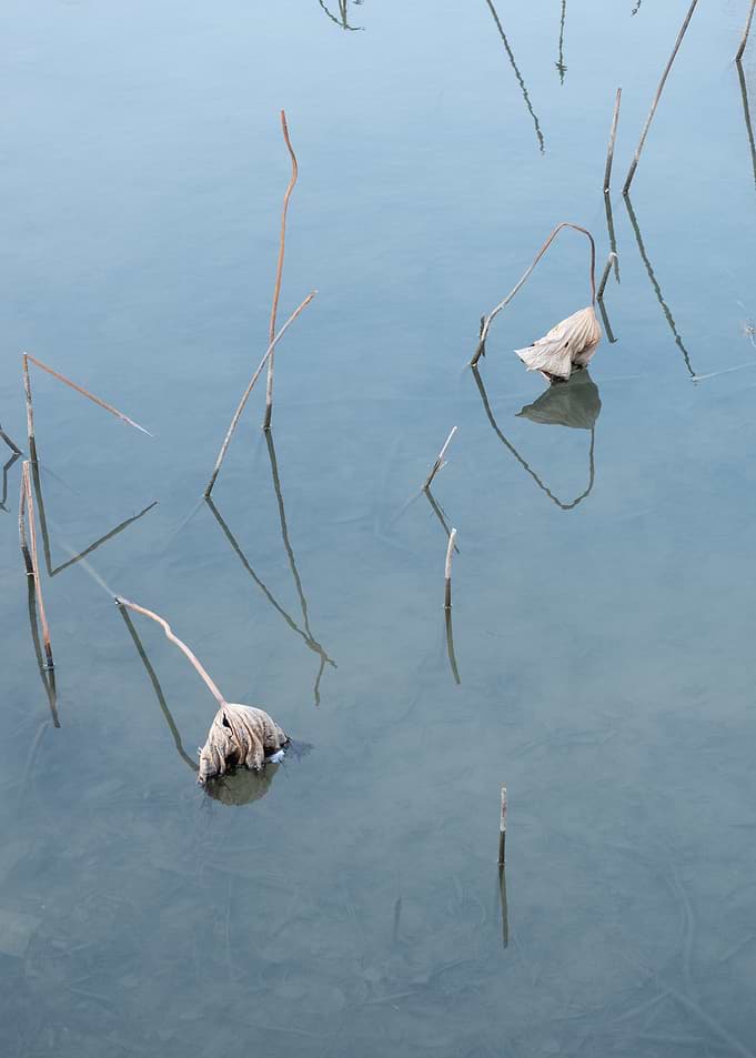 Withered Lotus Stems in Calm Water