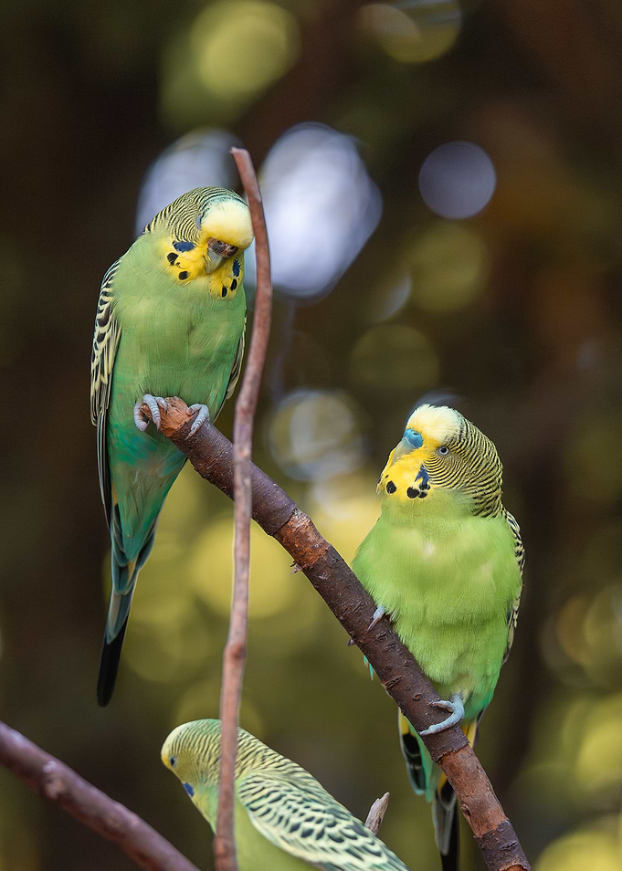 Green Budgerigars on Branches