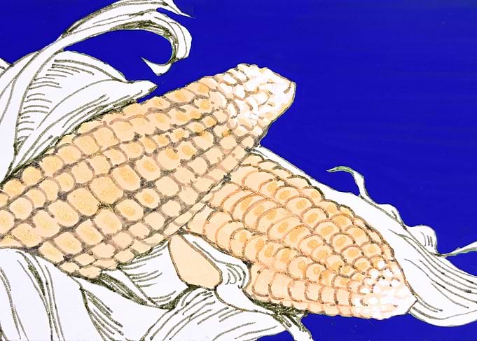 Stylized Illustration of Corn Cobs