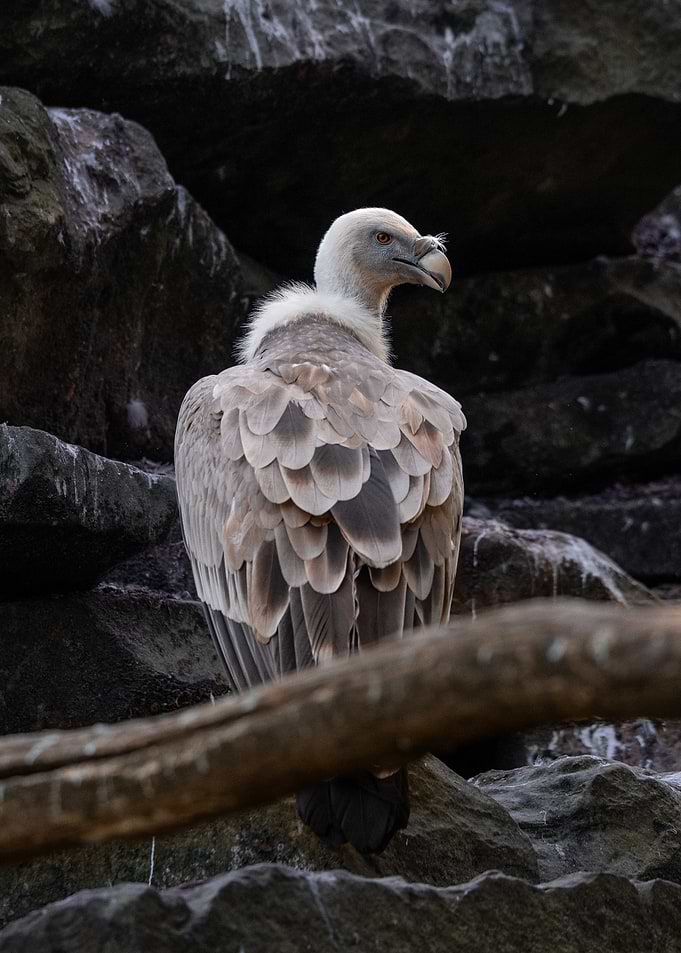 Griffon Vulture Perched on Rocks