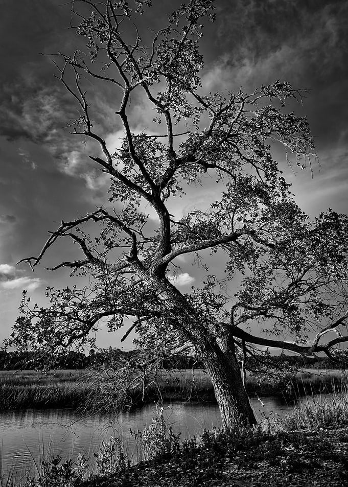 Black and white photo of a lone tree near waters