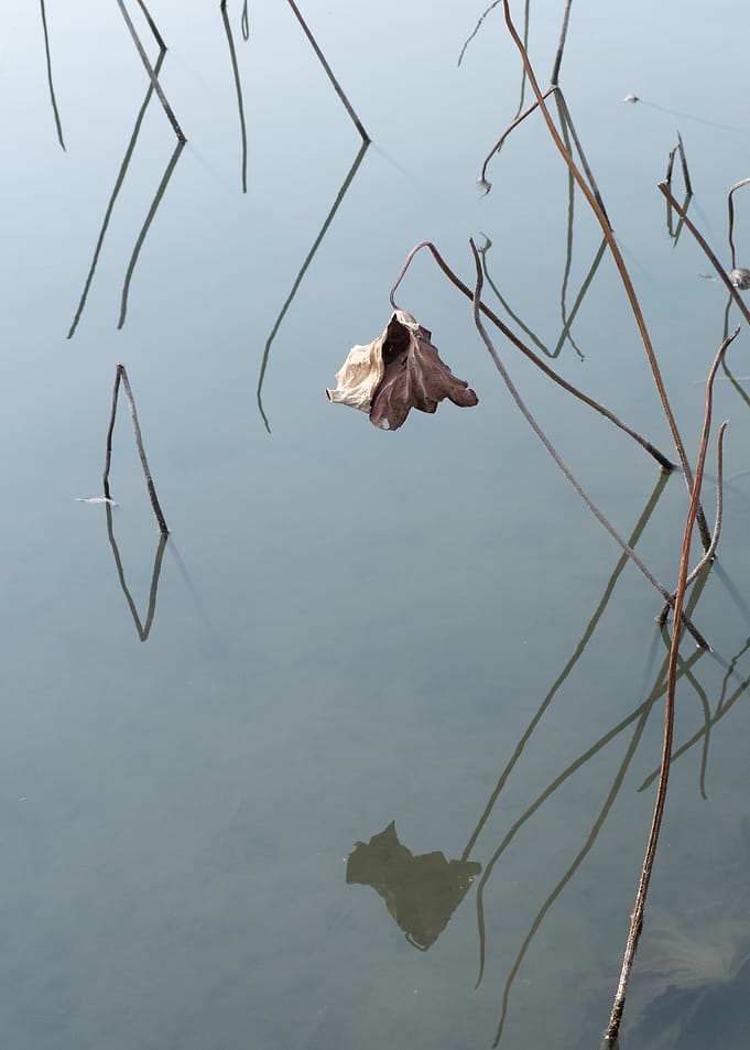 Withered Lotus Leaf Over Still Water