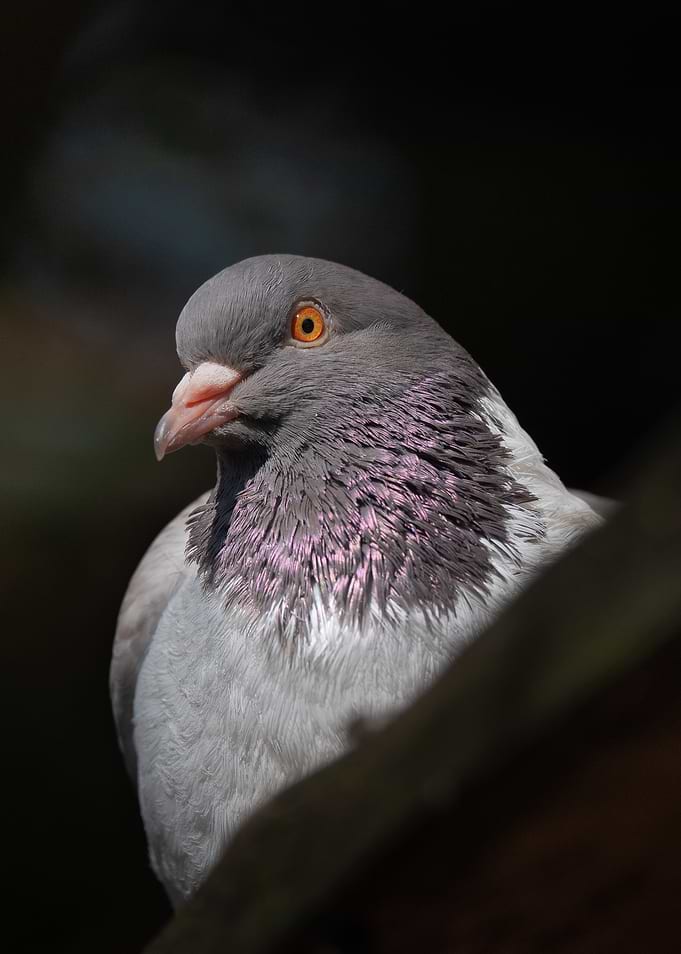 Close-up Portrait of a Pigeon